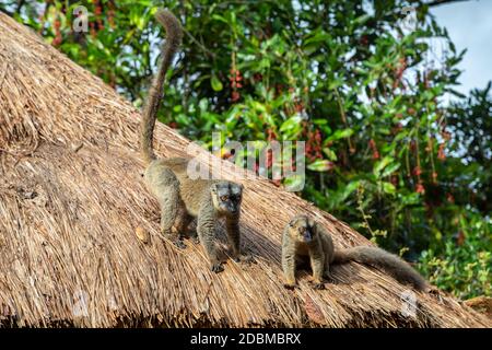 Les lémuriens sur le toit de chaume d'un bâtiment Banque D'Images