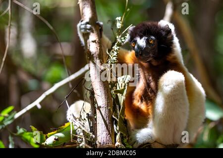 Un citron Sifaka qui s'est rendu confortable dans la cime d'arbre Banque D'Images