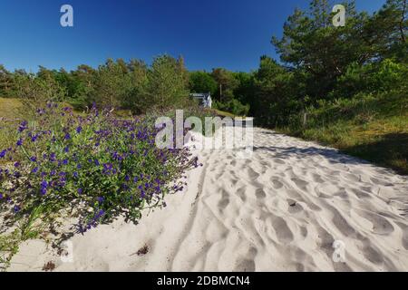 Entrée de plage 18, Dierhagen, quartier Neuhaus, Peninsula 'Fischland-Darss-Zingst', Parc National 'Vorpommmersche Boddenlandschaft', Mer Baltique, Mecklembourg-Poméranie-Occidentale, Allemagne Banque D'Images