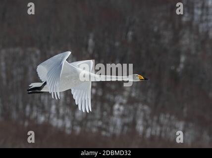 Cygne chanteur (Cygnus cygnus) adulte en vol Akan, Hokkaido, Japon Mars Banque D'Images