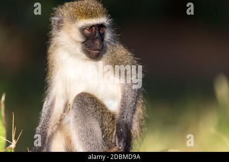 Portrait d'un singe dans la savane du Kenya Banque D'Images