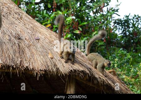 Les lémuriens sur le toit de chaume d'un bâtiment Banque D'Images