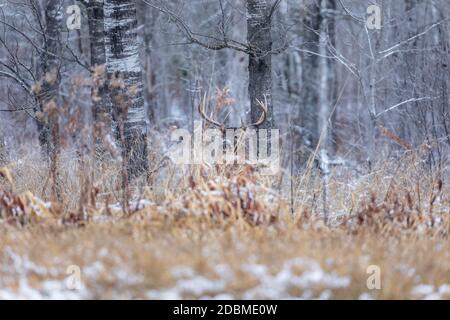 Mâle mature à queue blanche dans le nord du Wisconsin. Banque D'Images
