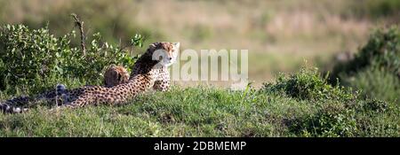 La mère de cheetah avec deux enfants dans la savane kenyane Banque D'Images