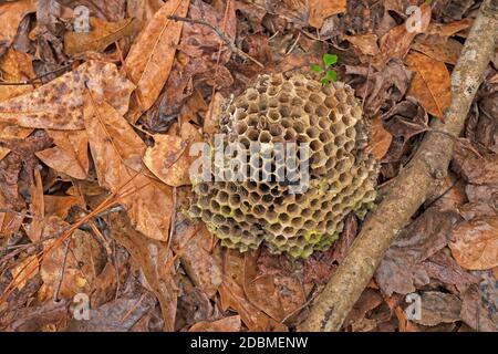 Wasp Nest tombé dans la forêt de Big Thicket National Conserver au Texas Banque D'Images