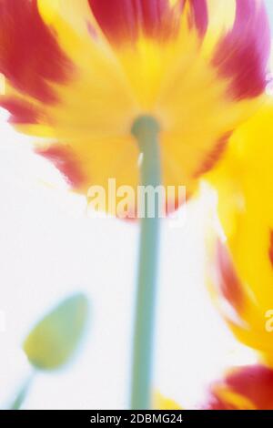 Vue à angle bas, gros plan d'une tulipe. Banque D'Images