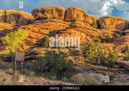 Canyonlands National Park Needles District. Canyonlands National Park est un parc national américain situé dans le sud-est de l'Utah, près de la ville de Moab. Banque D'Images