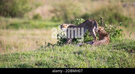 La mère de cheetah avec deux enfants dans la savane kenyane Banque D'Images