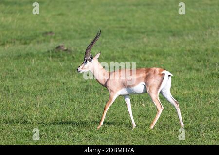 Une Grant gazelles sur un pâturage vert dans un parc national du Kenya Banque D'Images