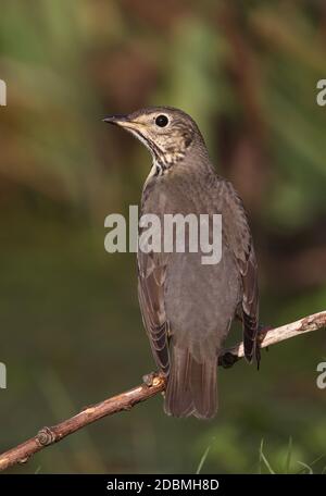 SONG Grush (Turdus philomelos) adulte perchée sur la branche, avec une petite tique près de l'œil Eccles-on-Sea, Norfolk, Royaume-Uni Novembre Banque D'Images