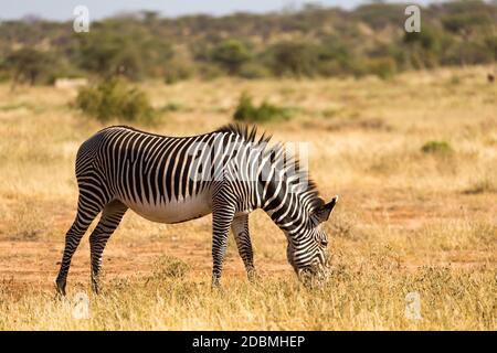 Un zèbres de Grevy broutage dans la campagne de Samburu au Kenya Banque D'Images