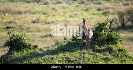 La mère de cheetah avec deux enfants dans la savane kenyane Banque D'Images