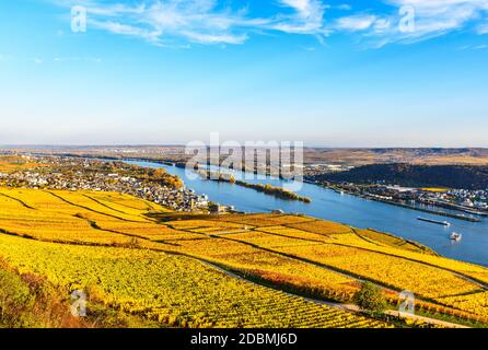 Rudesheim am Rhein dans la vallée du Rhin (Mittelrhein), vignobles colorés, automne jaune, ciel bleu. Vue panoramique. Hesse, Allemagne Banque D'Images