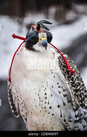 Balcon blanc avec sa capuche en cuir noir en hiver Banque D'Images