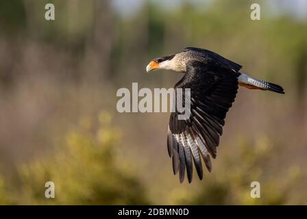 Caracara à crête en Floride Banque D'Images