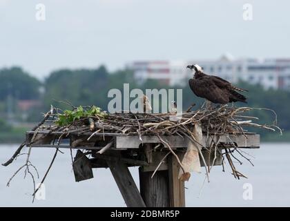 Osprey (Pandion haliatus) avec bébé en nid, Alexandrie, va Banque D'Images