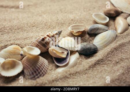 De petites coquillages se trouvent sur le sable. Style vintage. Placer pour le texte. Gros plan. Arrière-plan flou. Banque D'Images