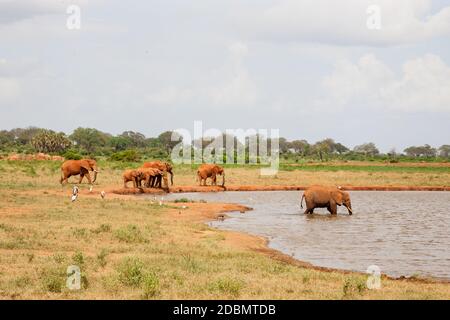 Beaucoup d'éléphants rouges sont sur le trou d'eau Banque D'Images