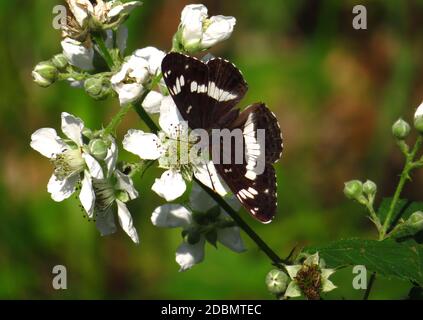 Amiral blanc, Limenitis camilla, assis sur une fleur de blackberry Banque D'Images