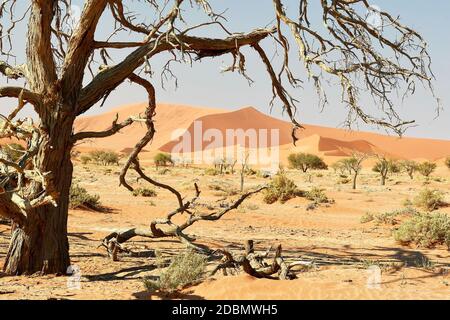 Parc national de Naukluft Namibie, Deadvlei Banque D'Images