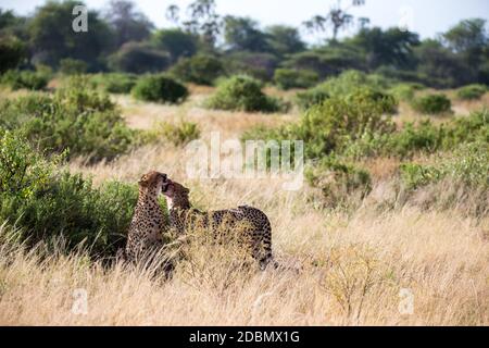 Les cheetahs se brossent les uns les autres après le repas Banque D'Images