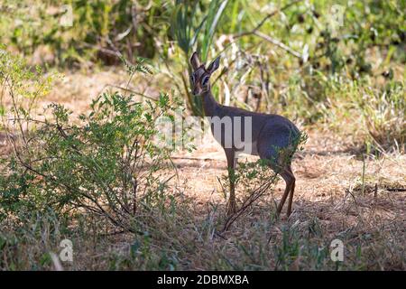 Quelques antilopes indigènes dans la prairie de la savane kenyane Banque D'Images