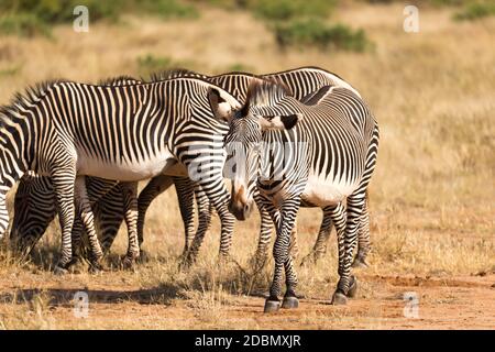 Un grand troupeau de zèbres qui broutage dans la savane du Kenya Banque D'Images