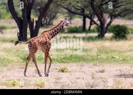 Une girafe à pied dans la savane entre les plantes Banque D'Images