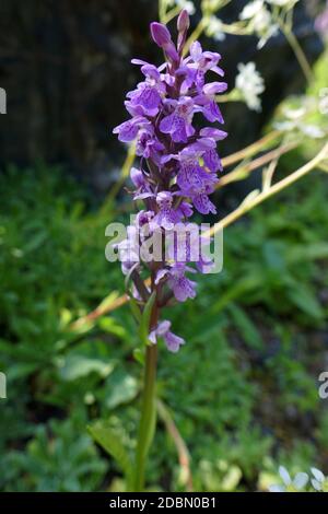 Orchis militaris Banque D'Images