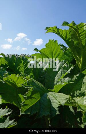 Gunnera manicata Banque D'Images