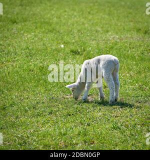 Jeunes nouveau-nés moutons dans un pré au printemps Banque D'Images