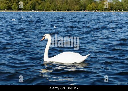 Muet cygne nageant sur un étang à Kensington Gardens, Londres Angleterre Royaume-Uni Banque D'Images