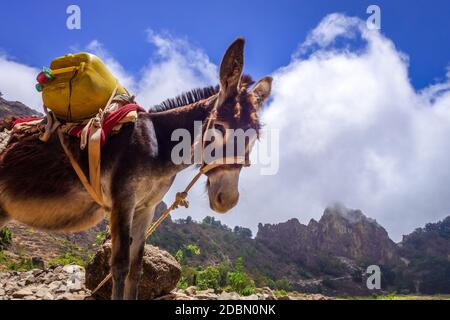 Âne dans le cratère de Cova de Paul votano sur l'île de Santo Antao, au Cap-Vert, en Afrique Banque D'Images