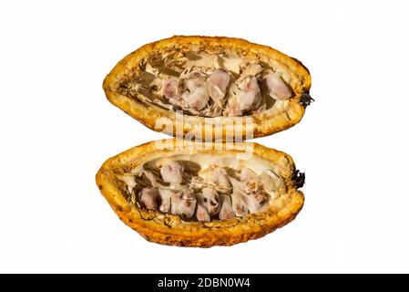 Cacao frais (cacao) avec la moitié des fruits tranchés et isolé sur fond blanc Banque D'Images