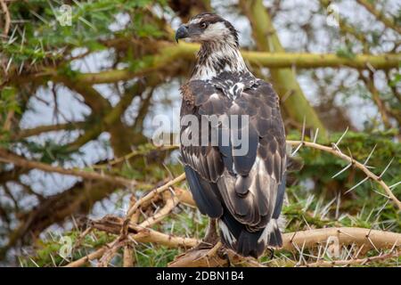 Grand oiseau est assis sur l'arbre, en safari au Kenya Banque D'Images