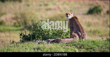 La mère de cheetah avec deux enfants dans la savane kenyane Banque D'Images