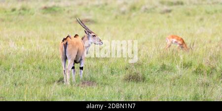 Un antilope d'Elend dans la savane kenyane entre les différentes plantes Banque D'Images