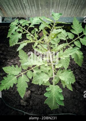 Dans le sol de la serre semis de plants de tomates. Banque D'Images