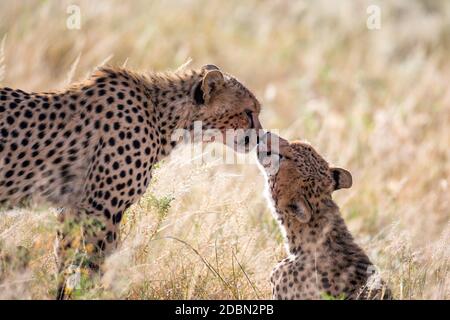 Les cheetahs se brossent les uns les autres après le repas Banque D'Images