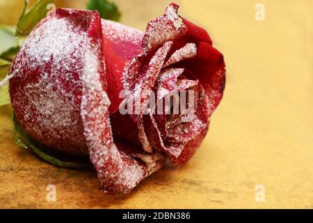 Rose rouge Banque D'Images