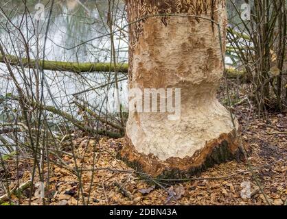 Nagé du tronc d'arbre mady par un castor vu dans le sud de l'Allemagne Banque D'Images