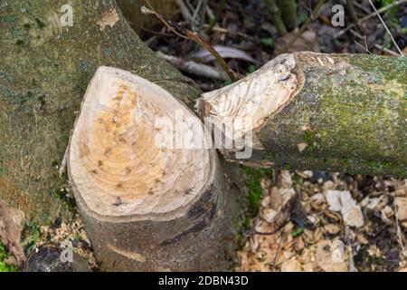 Nagé du tronc d'arbre mady par un castor vu dans le sud de l'Allemagne Banque D'Images