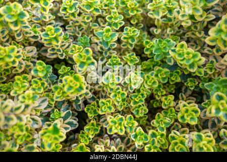 fond plein cadre montrant beaucoup de petites feuilles succulentes Banque D'Images