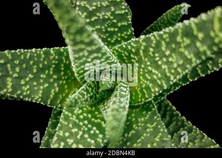 Gros plan plein format d'une usine de Haworthia vue d'en haut Banque D'Images