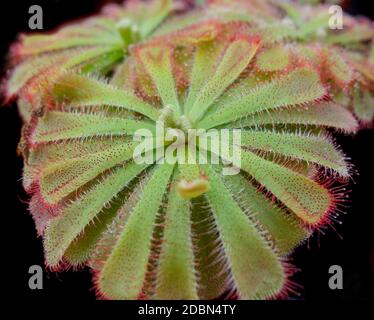 Quelques Drosera aliciae ont fait sauter des plantes dans le dos sombre Banque D'Images