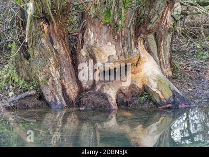 Nagé du tronc d'arbre mady par un castor vu dans le sud de l'Allemagne Banque D'Images
