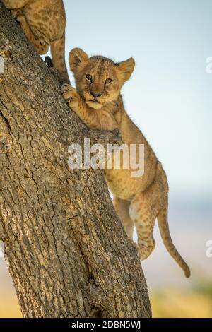 Le lion cub monte le tronc de l'arbre derrière un autre Banque D'Images