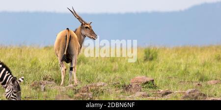 Un antilope d'Elend dans la savane kenyane entre les différentes plantes Banque D'Images