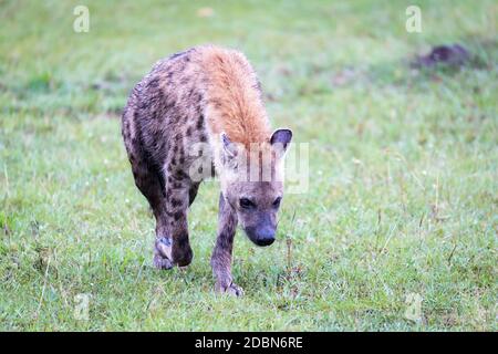 Une hyène marche dans la savane à la recherche de nourriture Banque D'Images