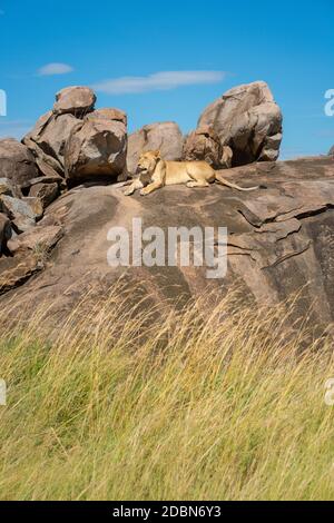 La lionne se trouve sur l'éperon rocheux de la savane Banque D'Images